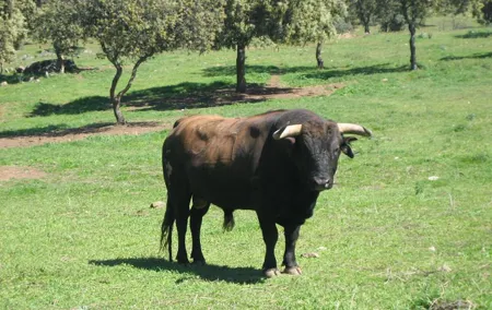 Half-Day Guided Tour to a bull farm in Madrid