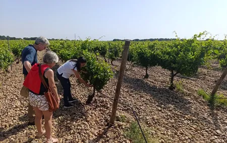 Rueda White Wine Tour with Michelin-Star Lunch from Madrid