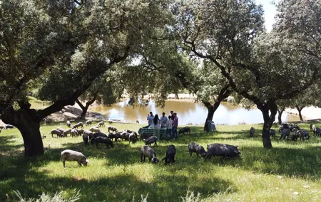2 Day Ham Route Tour in Jerez de los Caballeros and Extremadura