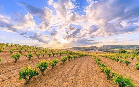 Full-Day Private Ribera del Duero Wine Tour from Madrid