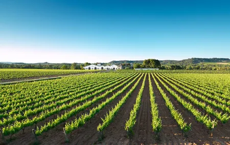 Winery tour & wine tasting in Penedès region 40min from Barcelona