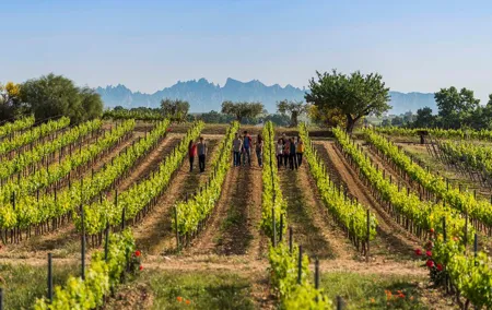 Winery Tour with Private Luxury Vehicle from Barcelona with Hotel pick up