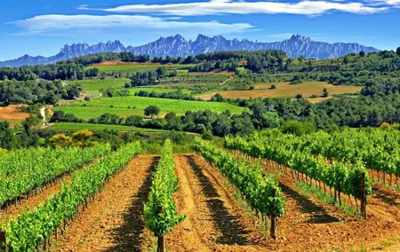 From Barcelona: El Penedès Hike & Wines