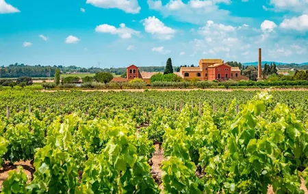 Half-Day Private Penedes Wine Tour Experience from Barcelona