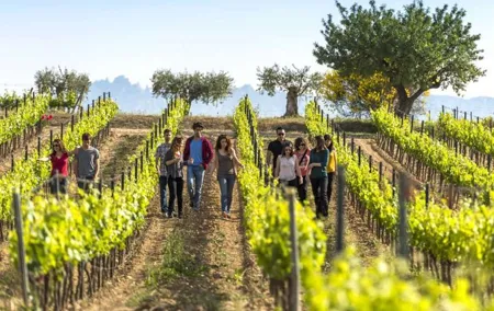 Barcelona Port Shore Excursion: Countryside Wine&Cava Tastings and Lunch