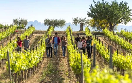 Barcelona Countryside Fullday Wine and Cava Tastings with Lunch