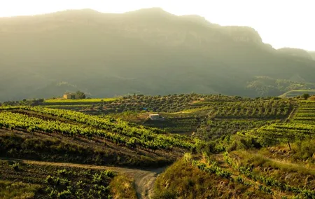 Full-Day Private Priorat Wine Tour Experience from Barcelona