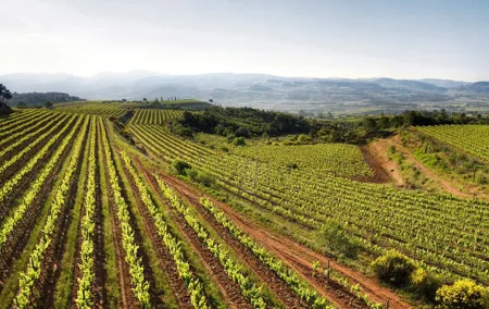 Corpinnat Penedes Sparkling Wine and Gastronomy Experience