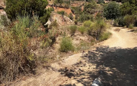 Private Collserola Hills Wildlife Hiking Tour