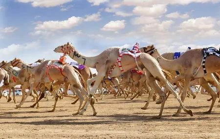 Dubai Royal Camel Race with Prime Seats & Short Camel Ride