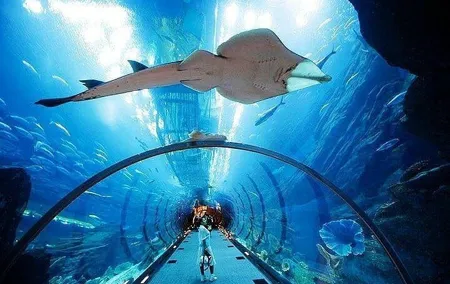 Dubai Aquarium & Underwater Zoo Admission Ticket