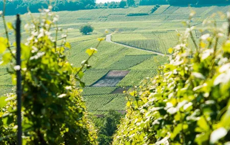 Champagne Day Trip with 6 Tastings, Reims and Winery from Paris