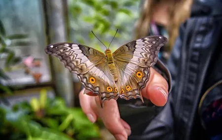 Dubai Butterfly Garden Admission Ticket