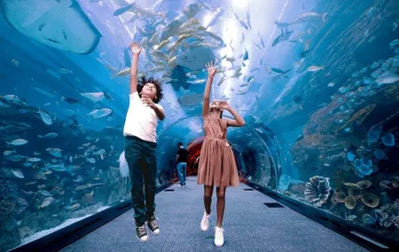 Dubai Aquarium and Penguin Cove with Transfers Option