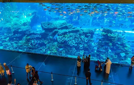 Dubai Mall Aquarium & Underwater Zoo with Penguin Cove Tickets