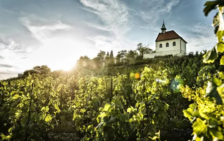 Prague´s Hidden Vineyards Private Tour