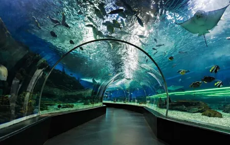 Dubai Aquarium and Underwater Zoo regular pass