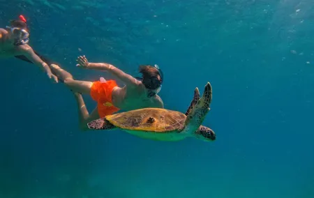 Snorkeling with turtles in Fujairah with Transfer & BBQ lunch