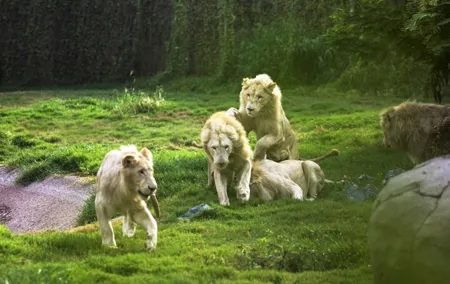 Dubai Safari Park Admission and Hotel Pickup