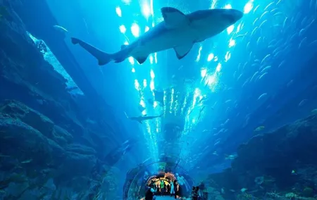 Dubai Aquarium & Underwater Zoo with Penguin Cove