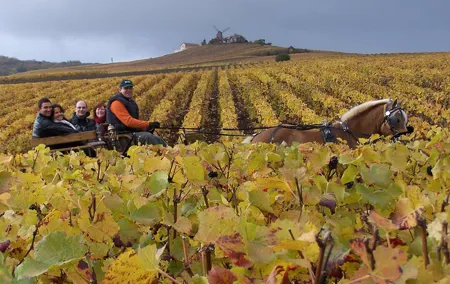 Full Day All-inclusive Tour in Champagne from Paris in a Minivan