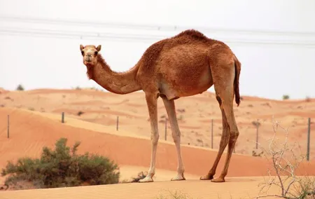 Camel Farm Visit - Dubai UAE