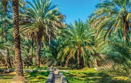 Al Ain Oasis Tour with Pickup and Drop off