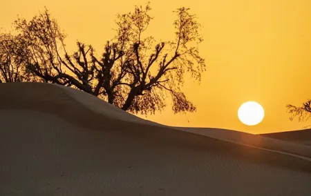 Sunrise/Morning Dune Drive with Camel Trek & Sand Surfing