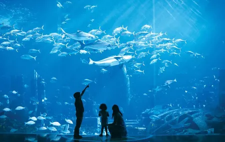 Admission to Lost Chamber Aquarium