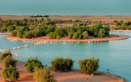 From Dubai: Full day Al Marmoom, Al Qudra Lakes with Dinner