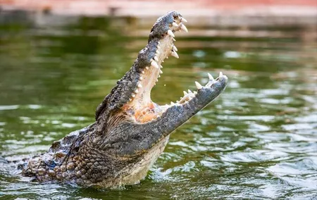 Dubai Crocodile Park Entry Tickets