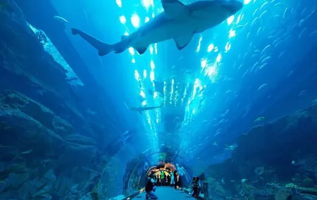 Dubai Aquarium and Underwater Zoo with Penguin Cove
