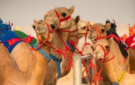 Dubai Camel Race with a Camel Ride