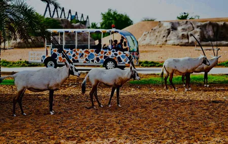 Dubai Safari Park Visit with Hotel Pickup and Drop-off