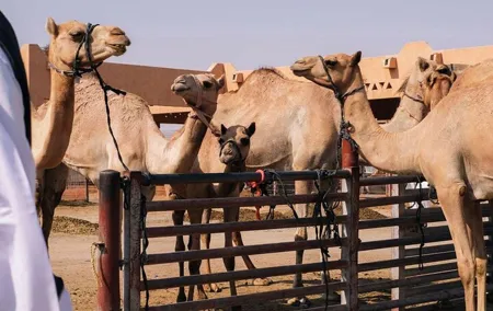 Al Ain City Private Tour with Lunch