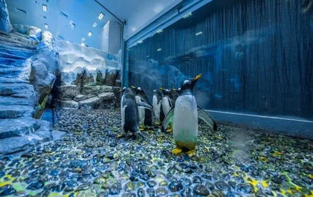 Dubai Aquarium and Underwater Zoo with Penguin Cove Tickets
