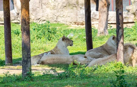 Explore Dubai Safari Park Wildlife Adventure and Family Fun