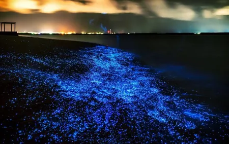 Phuket: Phang Nga Bay Bioluminescent Plankton and Sea Canoes tour