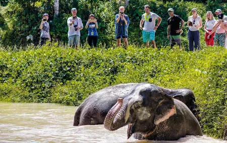A Morning with the Elephants at Phuket Elephant Sanctuary
