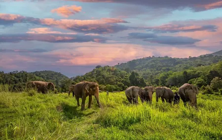 Mini Elephant Nature at Bukit Elephant Park