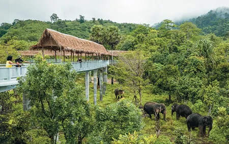 Phuket Elephant Sanctuary Canopy Walkway Tour
