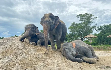 Phuket: Elephant Nature Walk - Guided Tour with Transport