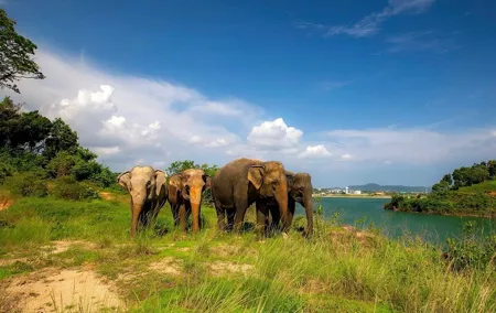 Phuket City Tour & Elephant Sanctuary: Sights, Tastes, Culture