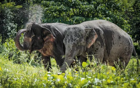 An Afternoon with the Elephants at Phuket Elephant Sanctuary