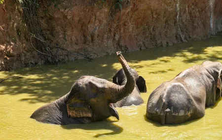 Elephant Nature Experience with Lunch at Bukit Elephant Park