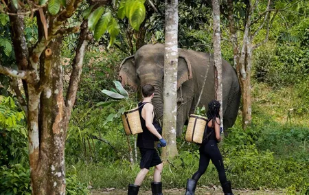Full-Day Phuket Elephant Sanctuary Tour with Lunch and Dinner
