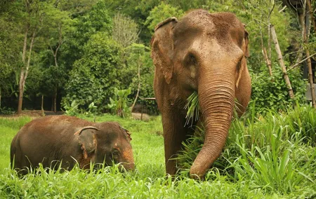 Phuket Elephant Nature Reserve Ethical Sanctuary