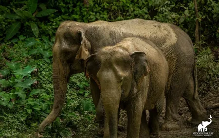 Phuket: Hidden Forest Elephant Reserve Guided Tour with Lunch