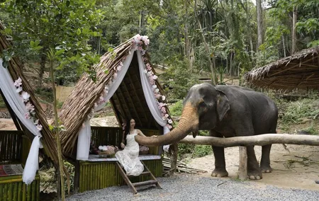 Half day with Elephants at Patong Elephant Hug (No ride No trick)