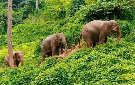 Small Group immersive Elephant Sanctuary & Karen Tribe life
